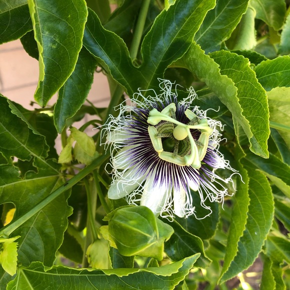 Meet your Posher - Picture 4 of 8